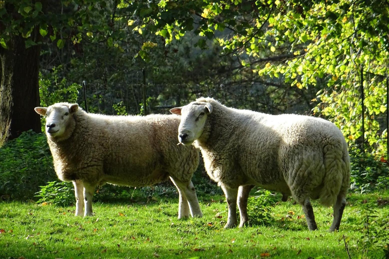 Aux Bois Dores De La Ferme De Sorval, Animaux De La Ferme, Fitness Selvigny Экстерьер фото